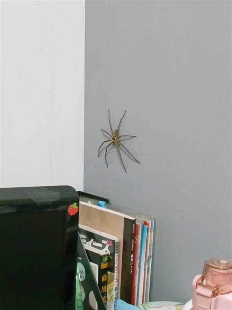 房間出現大蜘蛛